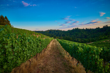 Naklejka premium Vineyard in the Willamette Valley of Oregon.
