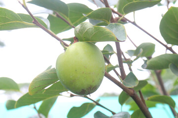 raw persimmon on tree in farm