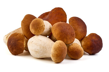 Boletus edulis, porcini (king bolete) isolated on white background. Close up
