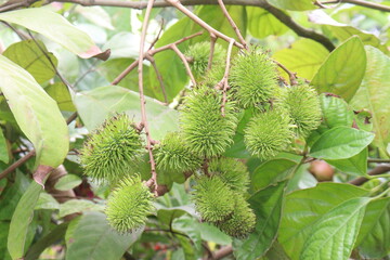 Rambutan on tree in farm for harvest