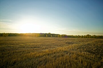 Sunny evening over a mown wheat field