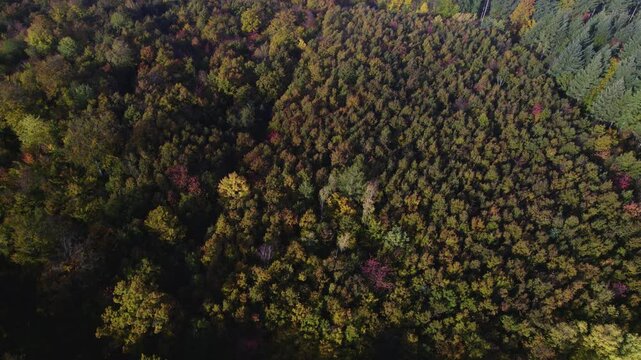 Autumn forest 07 - birdview