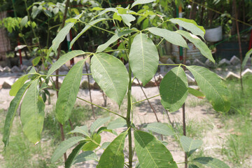 natural raw rubber tree plant on farm