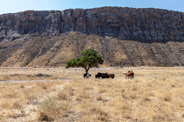 Lonely tree in the mountains. Horses under the tree on a very hot day