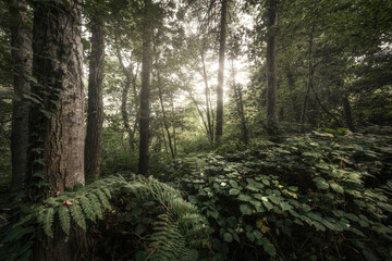 Lush Mediterranean vegetation in a forest on Monte Serra in Tuscany