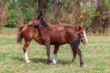 Two horses standing next to each other
