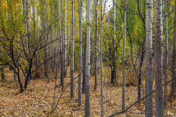 Obraz premium reforestation of poplar trees at autumn sunset