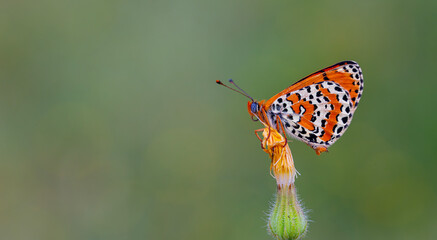 reddish medium-sized butterfly with black spots, Melitaea didyma