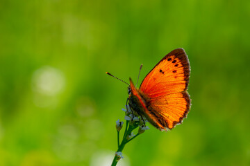 tiny butterfly with fire-coloured wings, Lycaena ottomanus