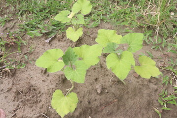 pumpkin plant on farm for harvest