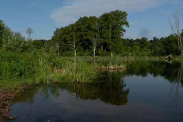 Lake in the forest in the summer