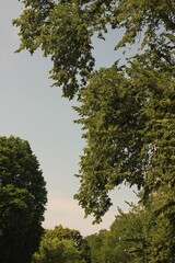 Green leafy trees growing towards the blue sky.