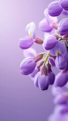 Fototapeta premium A tight shot of numerous purple blooms against a uniform purple backdrop, soft-focused flowers