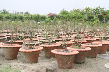 rose tree plant on pot in nursery