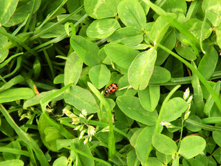 Beautiful little ladybug on the green grass