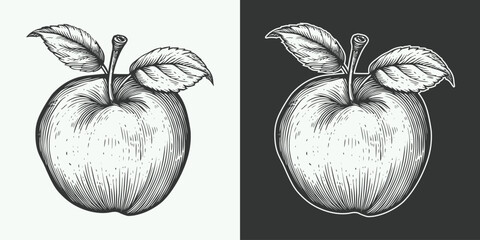 Vintage retro jand drawn engraving illustration of apple nature outdoor organic food view