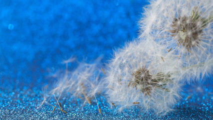 Flying dandelions on a bright blue background. Dandelion seeds. Photo. Copy space. Macro
