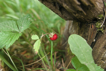 vivid and cheerful red wild strawberry in its foliage