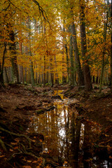 Autumn in the forest. Walking on the forest. Beautiful colors