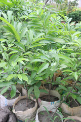 sugar apple plant on nursery for sell