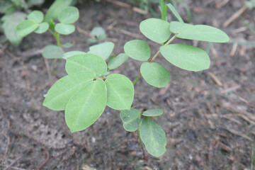 Sicklepod plant in the forest is medicinal