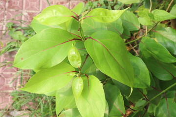 Schisandra chinensis fruit plant on farm