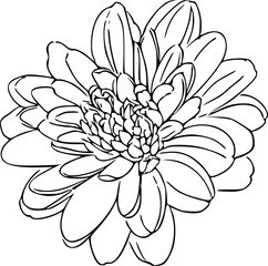 Hand-drawn botanical flower for floral design concept
