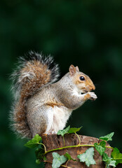 Portrait of a grey squirrel eating nut on a tree stump
