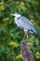 Portrait of a grey heron perched on a tree stump against colourful background