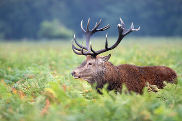 Portrait of a red deer stag standing in bracken during the rut in autumn