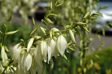 Yucca filamentosa - plant flower