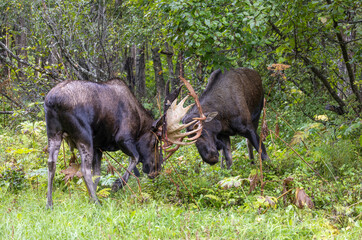 Alaska Yukon Bull Moose Fighting in Autumn in Alaska