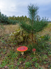 dwa muchomory czerwone rosnące obok młodziutkiej sosny © Kamil_k2p