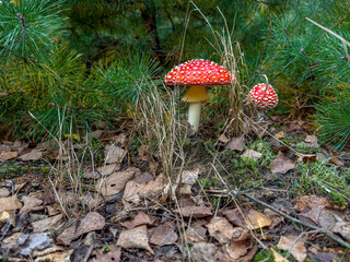dwa muchomory czerwone rosnące obok młodej sosny © Kamil_k2p