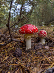 dwa muchomory czerwone rosnące przy leśnej drodze