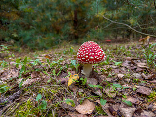 bardzo ładny, młody muchomor czerwony nakrapiany białymi wypustkami  © Kamil_k2p