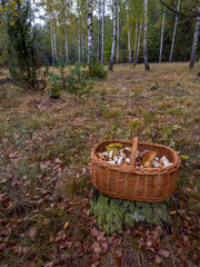 kosz pełen szlachetnych grzybów podczas porannego zbioru © Kamil_k2p