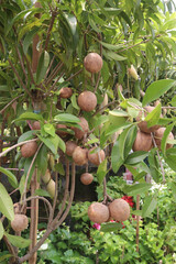 Sapodilla on tree in farm for harvest