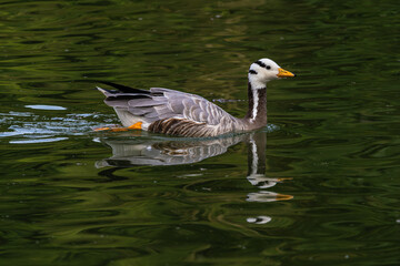 The bar-headed goose, Anser indicus seen in English Garden in Munich