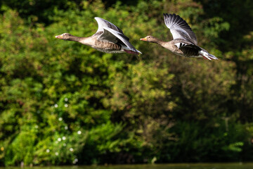 The flying greylag goose, Anser anser is a species of large goose
