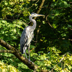 Grey heron, Ardea cinerea, sitting on a branch in a tree and looking around