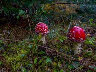 dwa czerwone muchomory  © Kamil_k2p