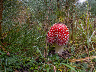 młody muchomor czerwony z białymi plamkami na kapeluszu © Kamil_k2p