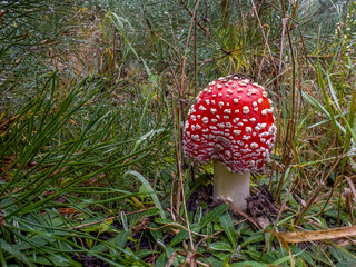 piany muchomor czerwony z nakrapianymi białymi naroślami © Kamil_k2p