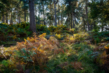 Sunlit ferns in a tranquil forest clearing during autumn. Padley Gorge, Longshaw Estate, Derbyshire UK.