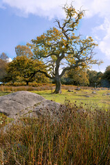 Majestic tree among rocks in a sunlit meadow during autumn. Padley Gorge, Longshaw Estate, Derbyshire UK.