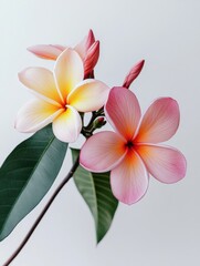 Obraz premium Pink and White Frangipani Flower Blossom Close Up