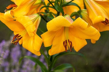 Yellow lilies blooming in a summer garden