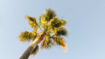 Tropical palm tree with green leaves. Plant background under blue sky, bottom view. Relaxing holidays, peaceful rest. Summer vacation at a seaside resort in Alicante, Spain. Wide lens