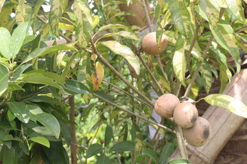Sapodilla on tree in farm for harvest
